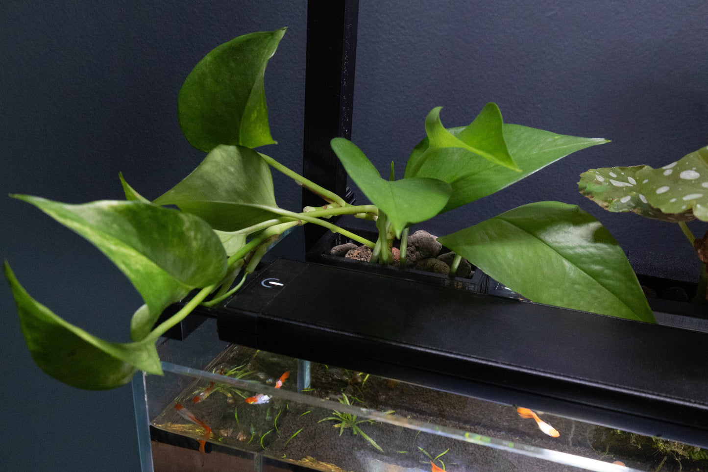 Aquarium plant holder basket designed for healthy aquatic plant growth.