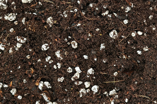 What Soil Should You Use in a Self-Watering Planter? Inert vs. Enriched Mix