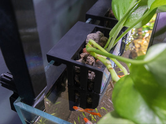 What Can You Grow in an In-Tank Aquarium Plant Basket?