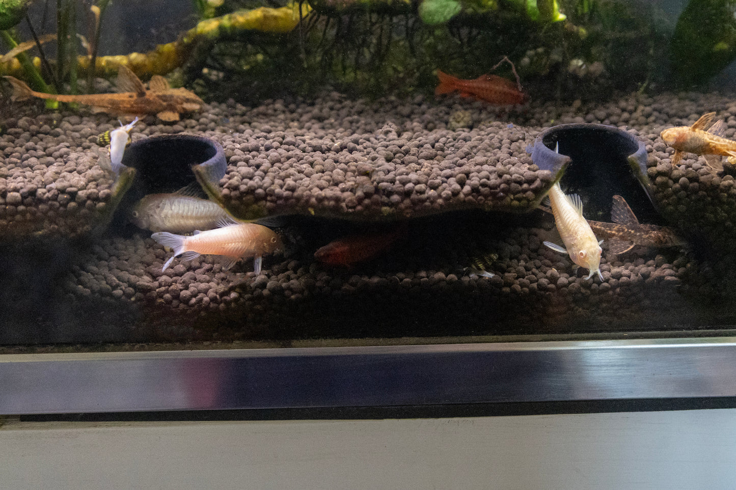 Under Gravel Cave for Aquariums & Terrariums – Cory Catfish, Tarantula & Reptile Hide