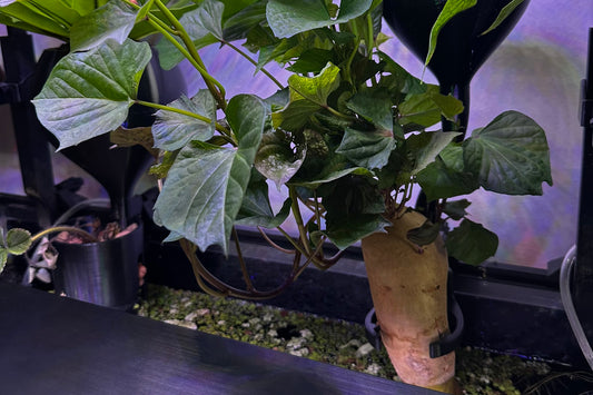 Adjustable Aquarium Sweet Potato Holder