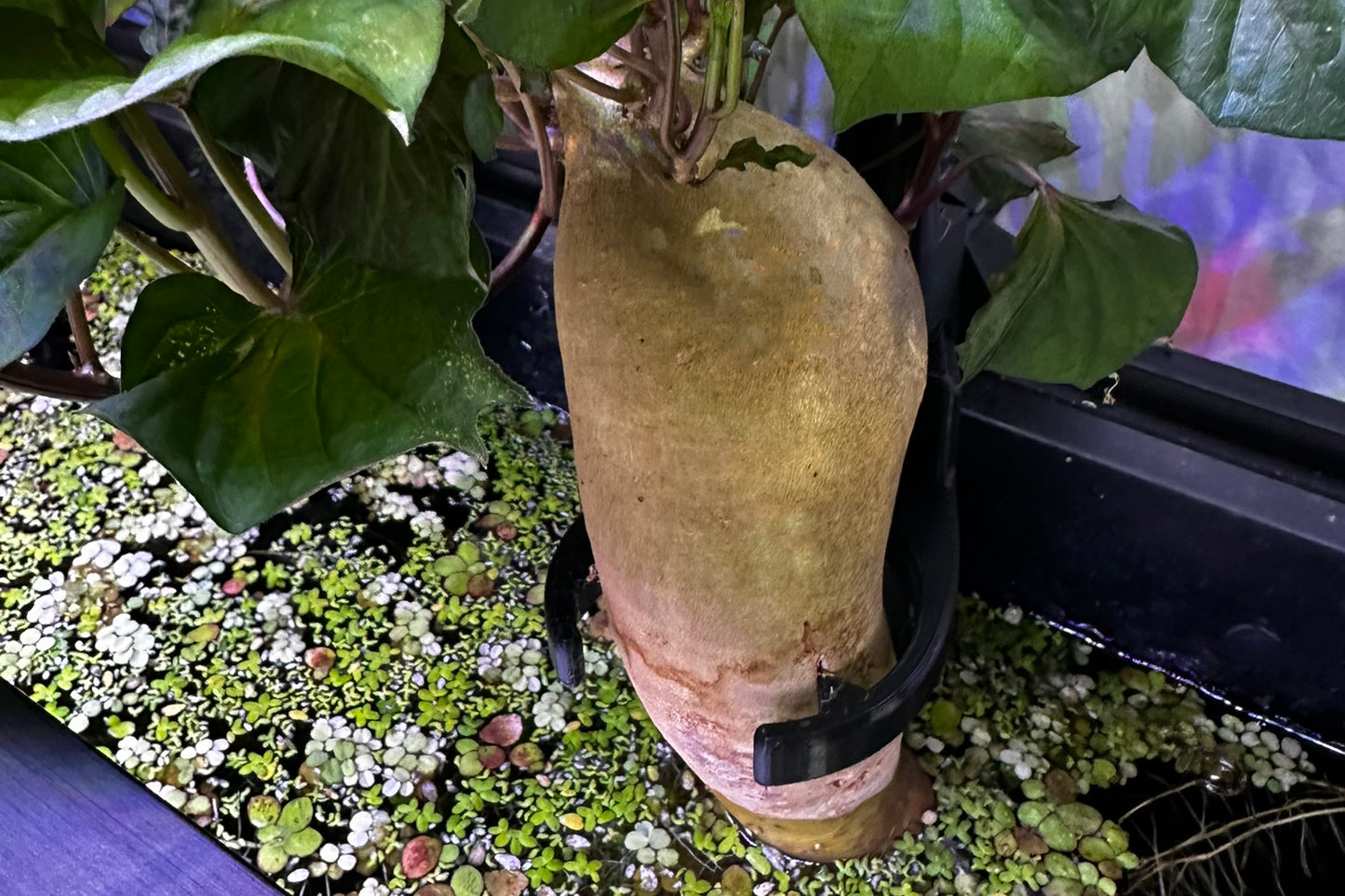 Adjustable Aquarium Sweet Potato Holder