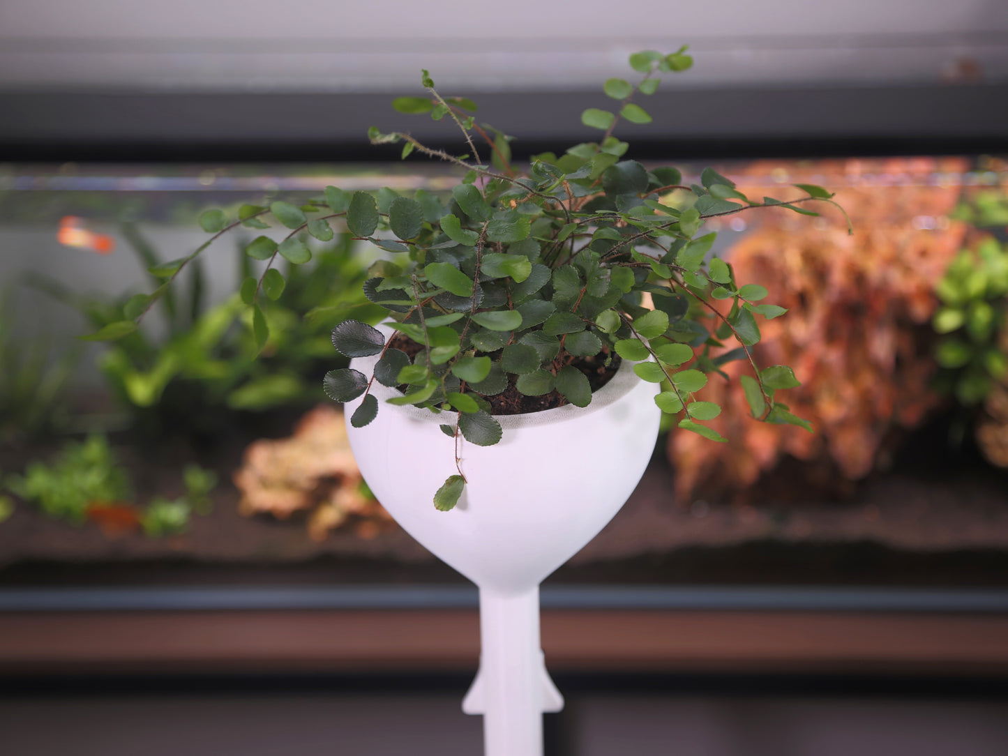 Compact Aquarium-Mounted Planter – Self-Watering Design