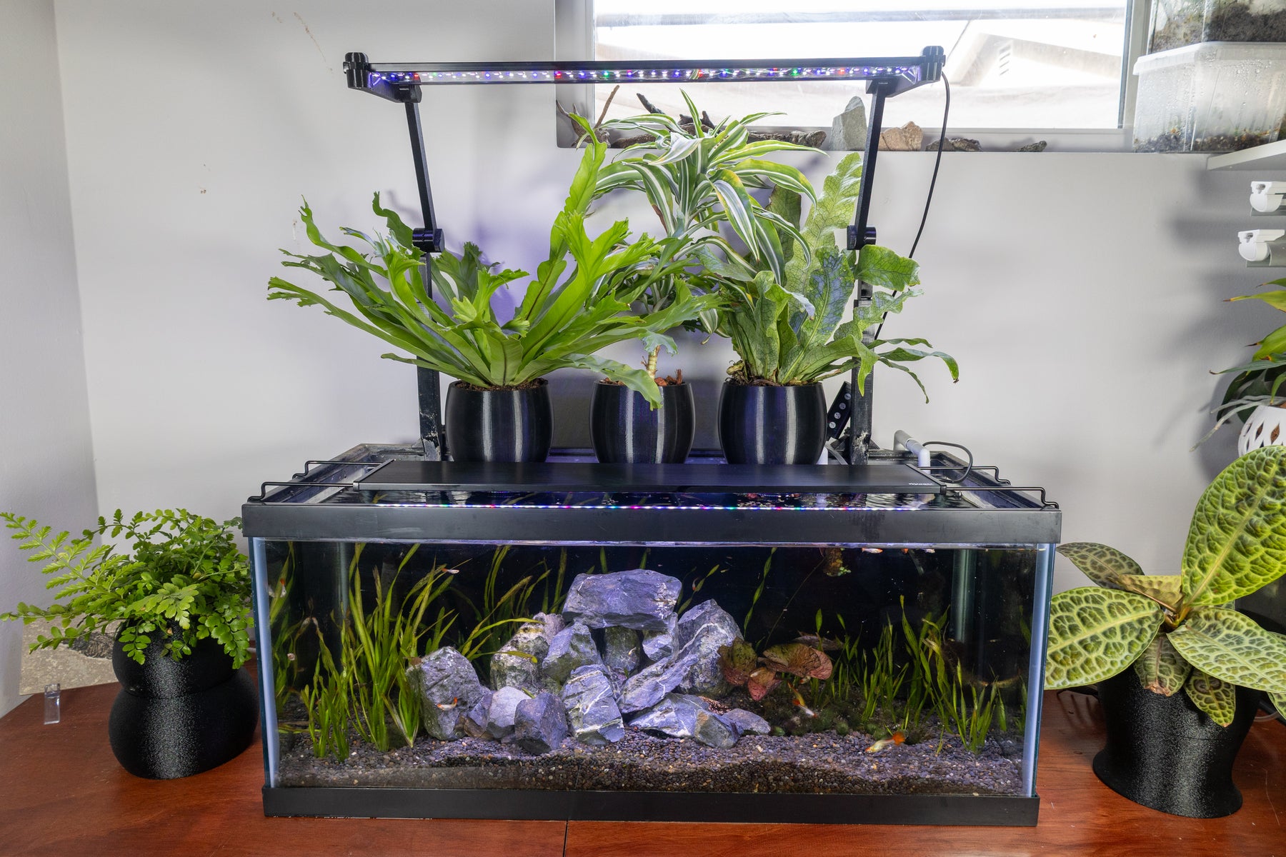 Three Mossari low-profile self-watering planters mounted above a planted aquarium