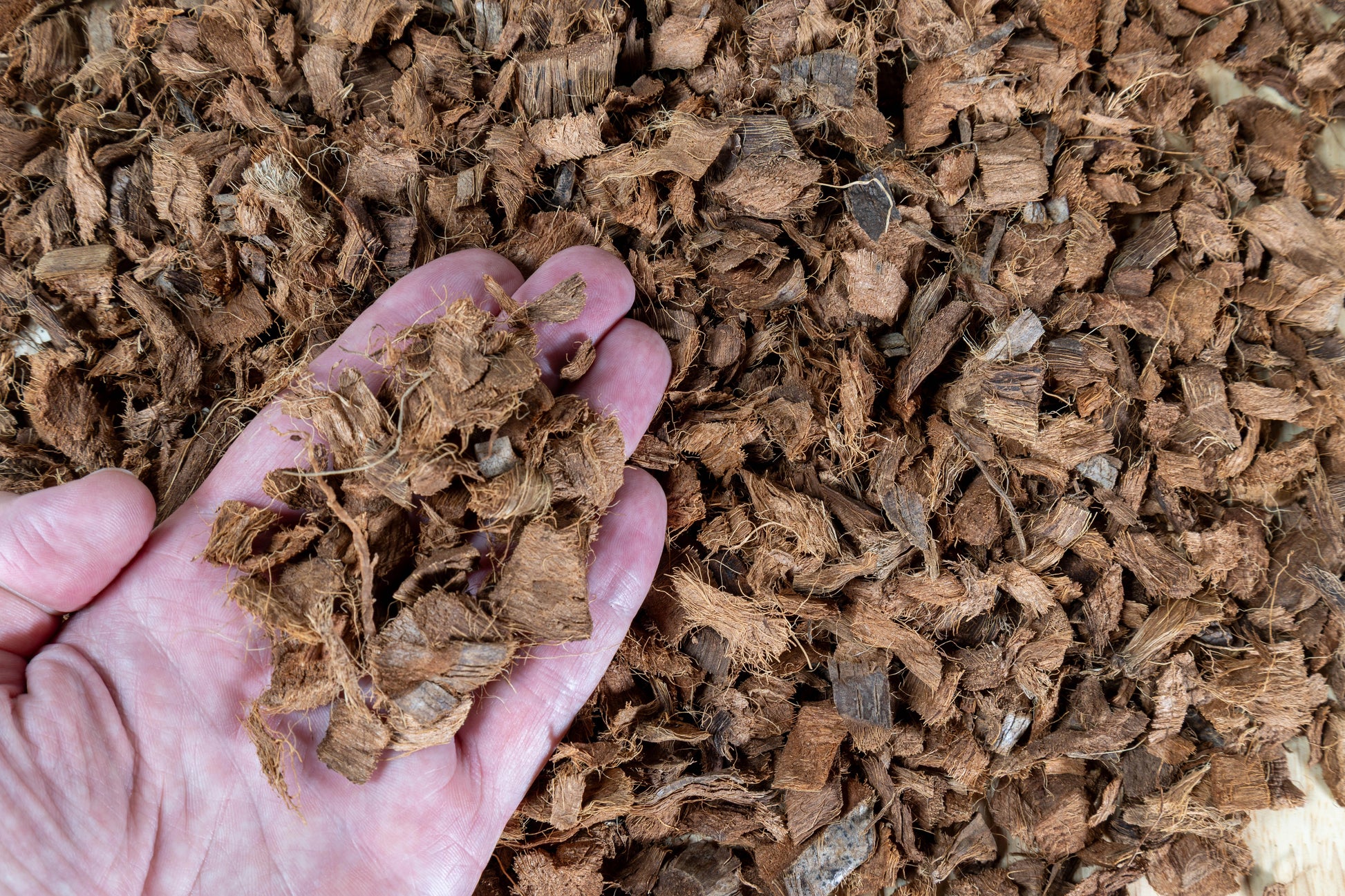 Orchid potting mix made from 100% coco chips for excellent aeration and drainage